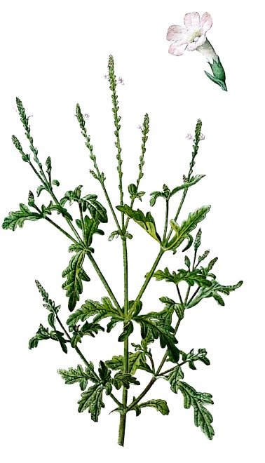 Verveine officinale